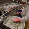 Processing shrimp for export (Photo: VNA)