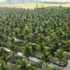 Coconut farming area in Chau Thanh district of Tra Vinh province. (Photo: VNA)