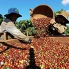 Coffee harvesting in the growing area of ​​Simexco Daklak Company, Buon Ma Thuot city, Dak Lak province (Photo: VNA)