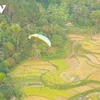 A paragliding festival themed "Flying over the golden season" attracts a large number of visitors (Source: VOV)