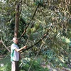 A farmer harvests durian in Long Tien commune, Cai Lay district, Tien Giang province.(Photo: VNA)