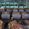 Fresh oil palm fruit bunches waiting to be processed into crude palm oil at a palm oil mill in West Aceh, Aceh, on July 21, 2023. (Photo: VNA)