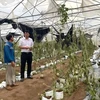 A farm is damaged by Typhoon Yagi. (Photo: VietnamPlus) 