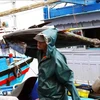 Transporting tuna at Tam Quan fishing port, Hoai Nhon town, Binh Dinh province. (Photo: VNA)