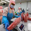 Workers process tuna for export. (Photo: VNA)