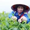 A farmer collects tea leaves in the northern province of Lai Chau. The climate and soil quality in the northern region are suitable for growing tea. (Photo: VNA)