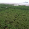 The development of forests and ecosystems will help enhance greenhouse gas absorption (Photo: VietnamPlus)