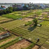 Tra Que vegetable village (Photo: VNA)