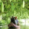 Tourists take a boat tour of the gourd growing area at ​​Tran Ba ​​Chuot Tourist Area, Lai Vung district. This agricultural tourism model helps Dong Thap farmers improve their income and develop the agricultural economy. (Photo: VNA)