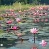 Purple water lily blossoms in Ninh Binh