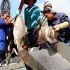 Fishermen in the southern province of Kien Giang. (Photo: VNA)