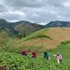 Viewed from above, Chu Dang Ya reveals a massive funnel-like structure (Photo: VietnamPlus)