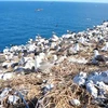 A flock of birds at Hon Trung Bird Sanctuary in the Con Dao National Park the southern province of Ba Ria-Vung Tau. (Photo: VNA)