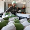 Packaging Son La's Yen Chau mangoes for export to China. The virtual booth on Chinese e-commerce platforms and social media will allow Vietnamese suppliers to sell directly to Chinese consumers. (Photo: VNA)