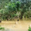 Heavy flooding in Thailand's Songkhla, Satun, Pattani, Yala and Narathiwat damages more than 5 million rai (800,000 hectares) of rubber plantations (Photo: nationthailand.com)