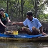 A tourist catches crabs when visiting a community-based tourist site in Dat Mui commune, Ngoc Hien district, Ca Mau province. (Photo: VNA)