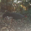 A bird is captured by a camera trap in Ke Go Nature Reserve in Ha Tinh province. (Photo kinhtedothi.vn)