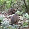 Two stump-tailed macaques (Macaca arctoides) released into Pu Huong Nature Reserve (Photo: VNA)