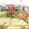 Weekly highlights: First-ever goat fighting festival opens in Ninh Binh province