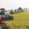 Vietnam earns nearly 3 billion USD from rice exports in H1