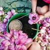 The art of lotus tea: Meticulous craft behind 1,000 blossoms