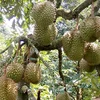 Durian orchard tour in Dak Lak attracts visitors