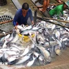 Export of dried pangasius swim bladder surges