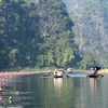 Purple water lily blossoms in Ninh Binh