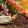 Exportaciones de café de Vietnam aumentan 33,2% en primer semestre