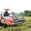 Cosecha de arroz en la provincia norvietnamita de Thai Binh. (Foto: VNA)