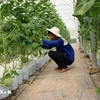 Cultivo de melones en una granja en Tay Ninh (Foto: VNA)