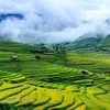 Experiencias turísticas únicas cautivan a visitantes en Mu Cang Chai