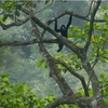 Un gibbon à joues blanches du nord (Photo : moitruong.net.vn)