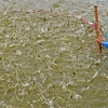 Élevage de crevettes dans la province de Cà Mau. Phôt : VNA