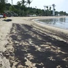 La Malaisie nettoie les plages touchées par la marée noire en provenance de Singapour