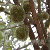 L'Indonésie cherche à augmenter ses exportations de durian vers la Chine à 8 milliards de dollars. (Photo d'illustration : VNA)