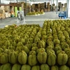 Les durians frais sont triés pour l'exportation. (Photo : ministère thaïlandais du Commerce)