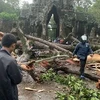 Une tempête de pluie renverse un arbre centenaire dans le parc archéologique d'Angkor, dans la province de Siem Reap, au nord-ouest du Cambodge, le 23 juillet. (Photo : Khmer Times)