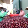 Les producteurs de café choisissent leurs grains de café pour les exporter dans la province de Đak Lak, sur les hauts plateaux du centre. (Photo : VNA)