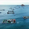 Modèle de cages d'élevage de homards des pêcheurs du district de Ninh Hai, province de Ninh Thuan. (Photo : VNA)