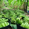 Bananes dorées, ou kluay hom thong, récoltées dans une plantation du district de Bang Kaew, dans la province de Phatthalung, et prêtes à être commercialisées. (Photo : compte Facebook Golden Bananas Phatthalung)