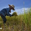 Des agriculteurs récoltent du riz dans un champ de la province d'Ayutthaya en Thaïlande. (Photo : AFP/VNA)