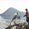 Quang Ninh travaille dur pour collecter les déchets après le typhon dans la baie d'Ha Long. (Photo : VNA)