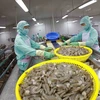 Chaîne de transformation de crevettes à l'usine de Minh Phu Seafood Corporation (Photo : VNA)