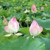Animada temporada de floración de lotos en Ninh Binh