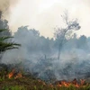 Disminuyen incendios en bosques y deforestación en Indonesia en últimos 10 años