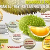 Durián se convierte en el "rey de la fruta" de exportación en Vietnam