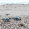 昆岛护林员接力守护海龟家园