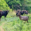 吉仙国家公园入选世界自然保护联盟绿色名录