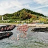  逾600名运动员参加跨李山海游泳比赛。图自越通社